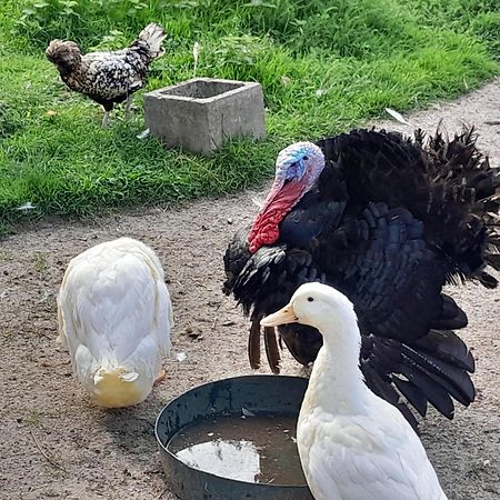 Le Paddock Du Val De Lys Hotel Blessy Ngoại thất bức ảnh